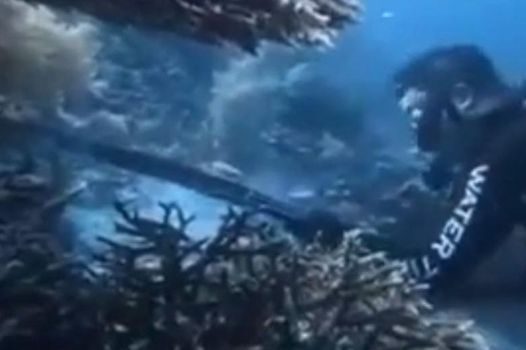 WNA Tiongkok Bunuh Penyu di Raja Ampat, Pelaku Berhasil Diamankan oleh Imigrasi di Makasar