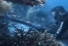 WNA Tiongkok Bunuh Penyu di Raja Ampat, Pelaku Berhasil Diamankan oleh Imigrasi di Makasar